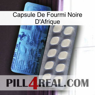 Africa Black Ant Capsule 34